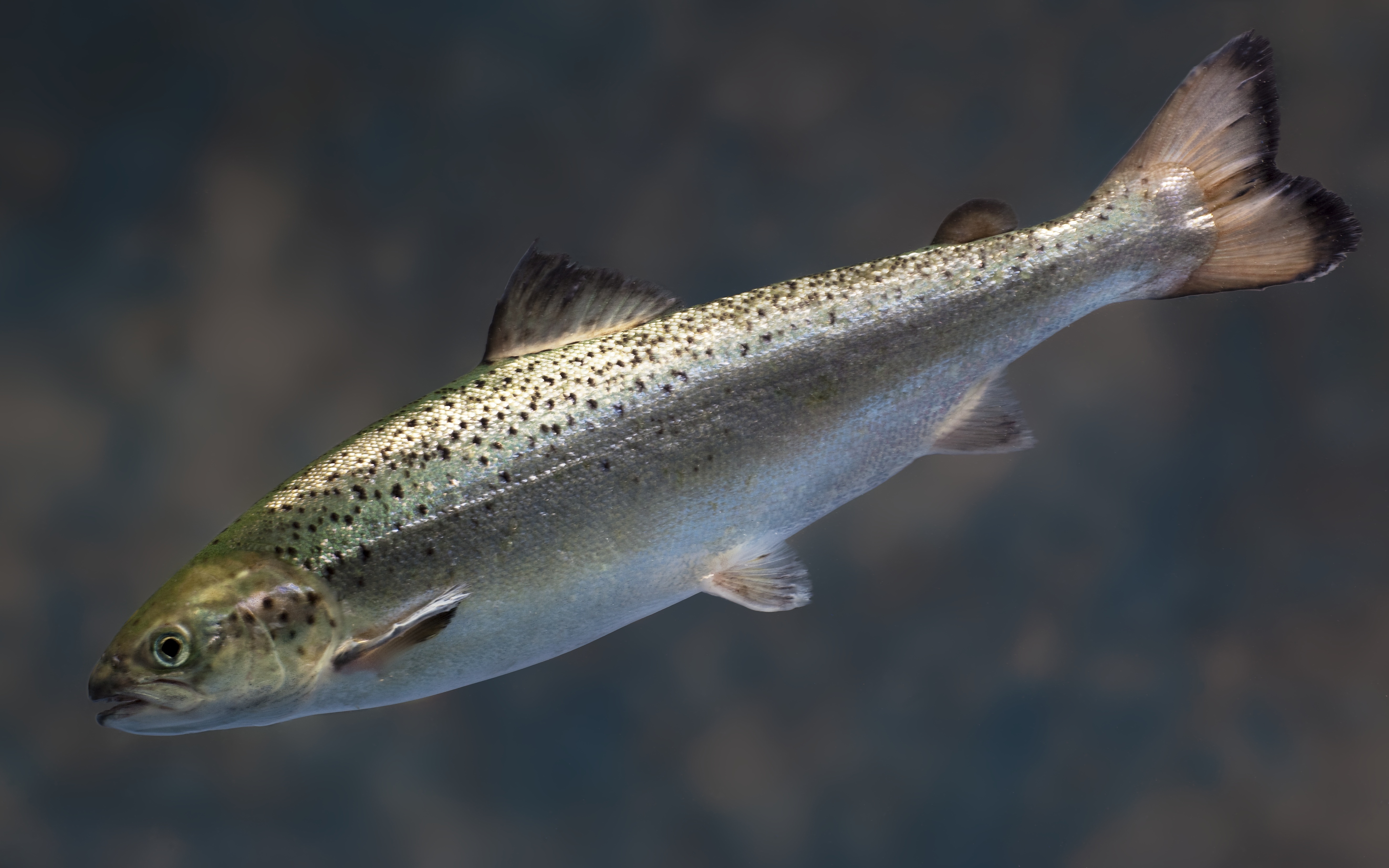 US regulators clear path for genetically modified salmon
