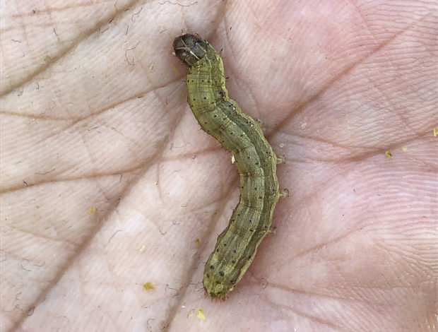  Asia bracing for destruction by alien pest: fall armyworms
