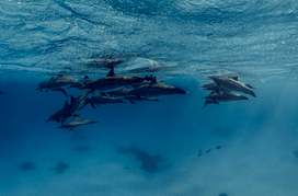 dolphins underwater