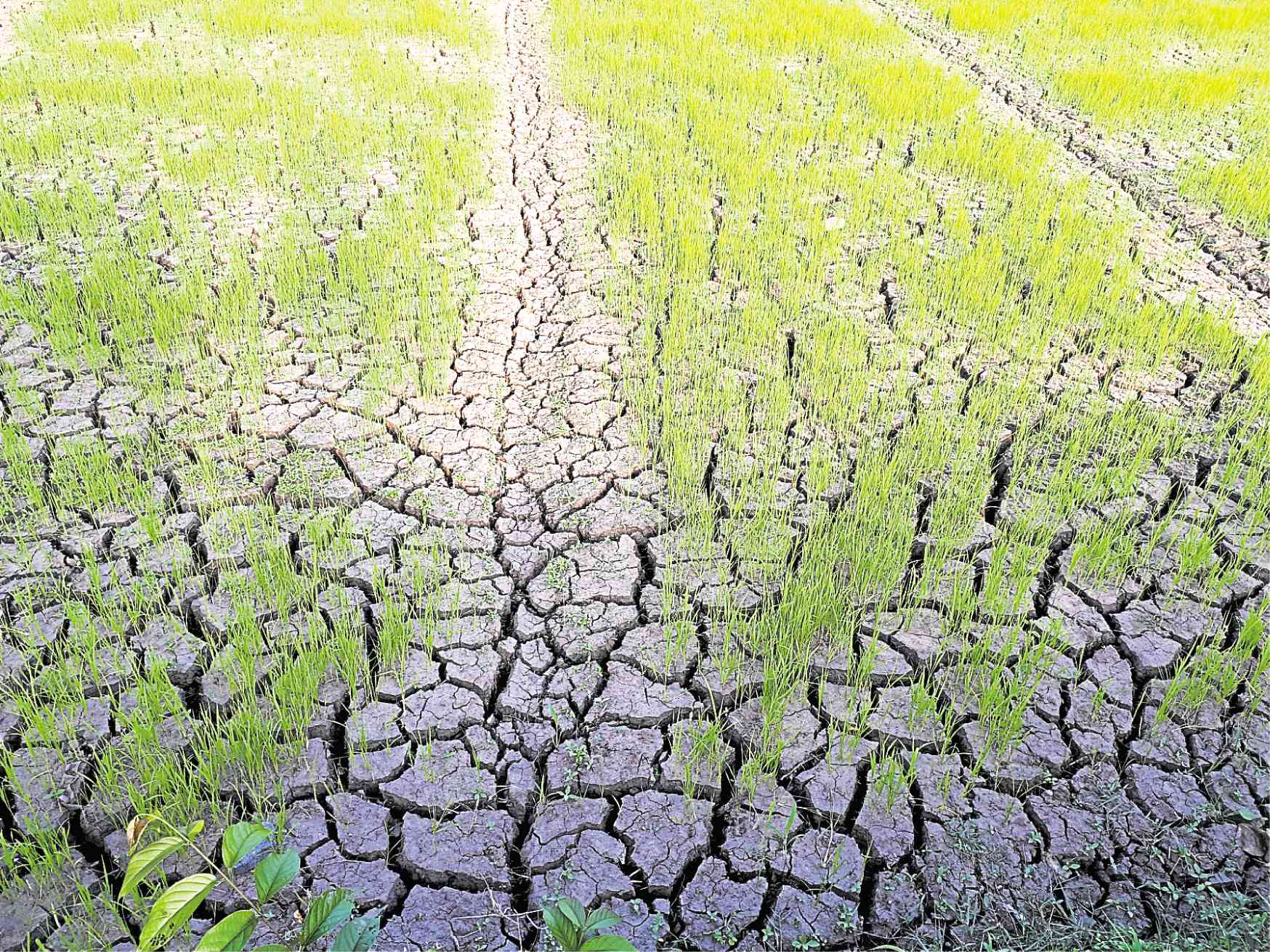 Dry spell brings farm losses to P2.8 billion