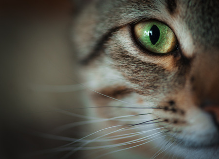 fierce cat close up