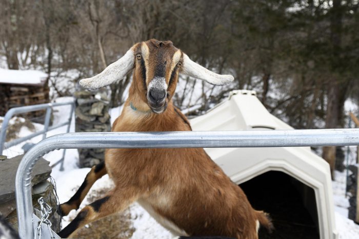 Meeeeee! US town elects goat as 'mayor'