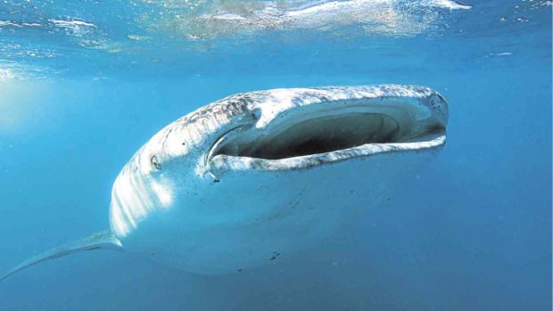 ‘Leave whale sharks alone’