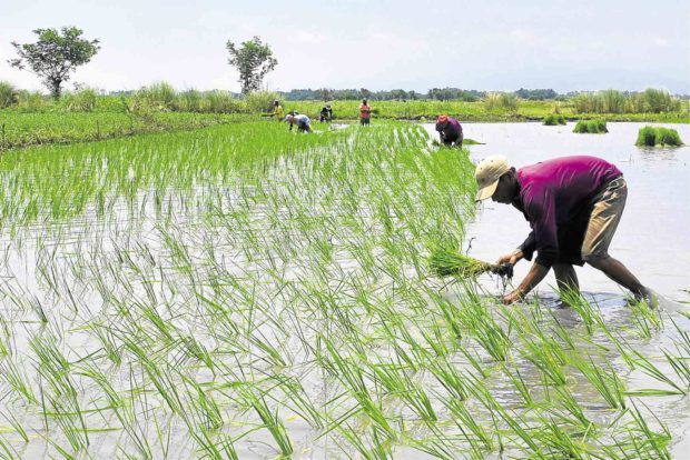Irrigation improves Pangasinan rice yield amid drought