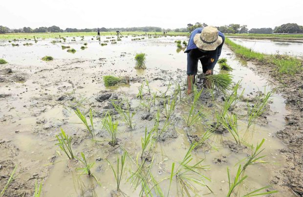 PHOTO: A farmer planting rice. STORY: Agri chief orders review of solar-powered irrigation project