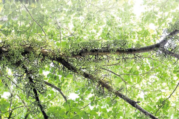 Walk and learn to save PH native tree species