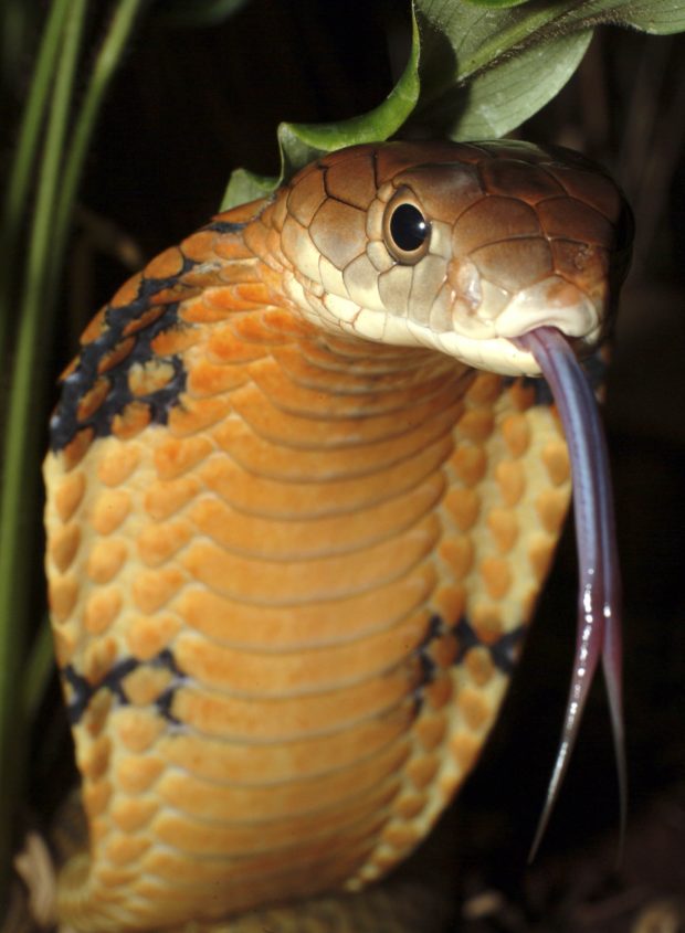 Alarm raised as dozens of king cobras killed