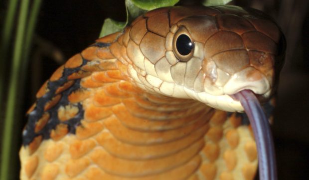 Alarm raised as dozens of king cobras killed | Inquirer News