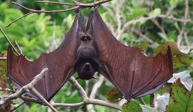 Population of Boracay bats in sharp decline | Inquirer News