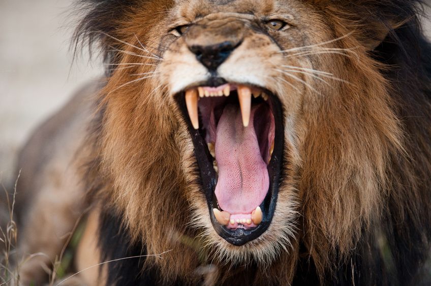 Love hormone' turns fierce lions into kittens | Inquirer News