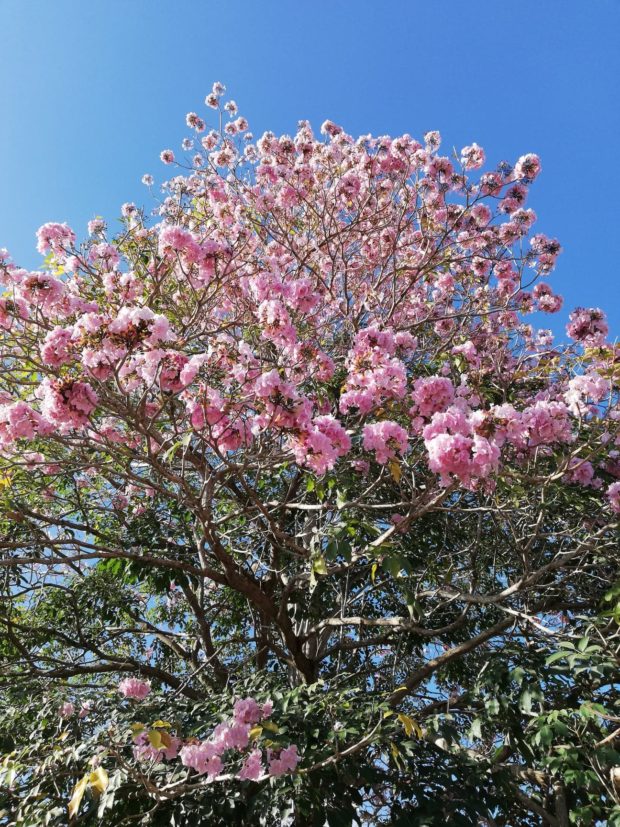 Tabebuia tree in bloom in Bohol catching attention