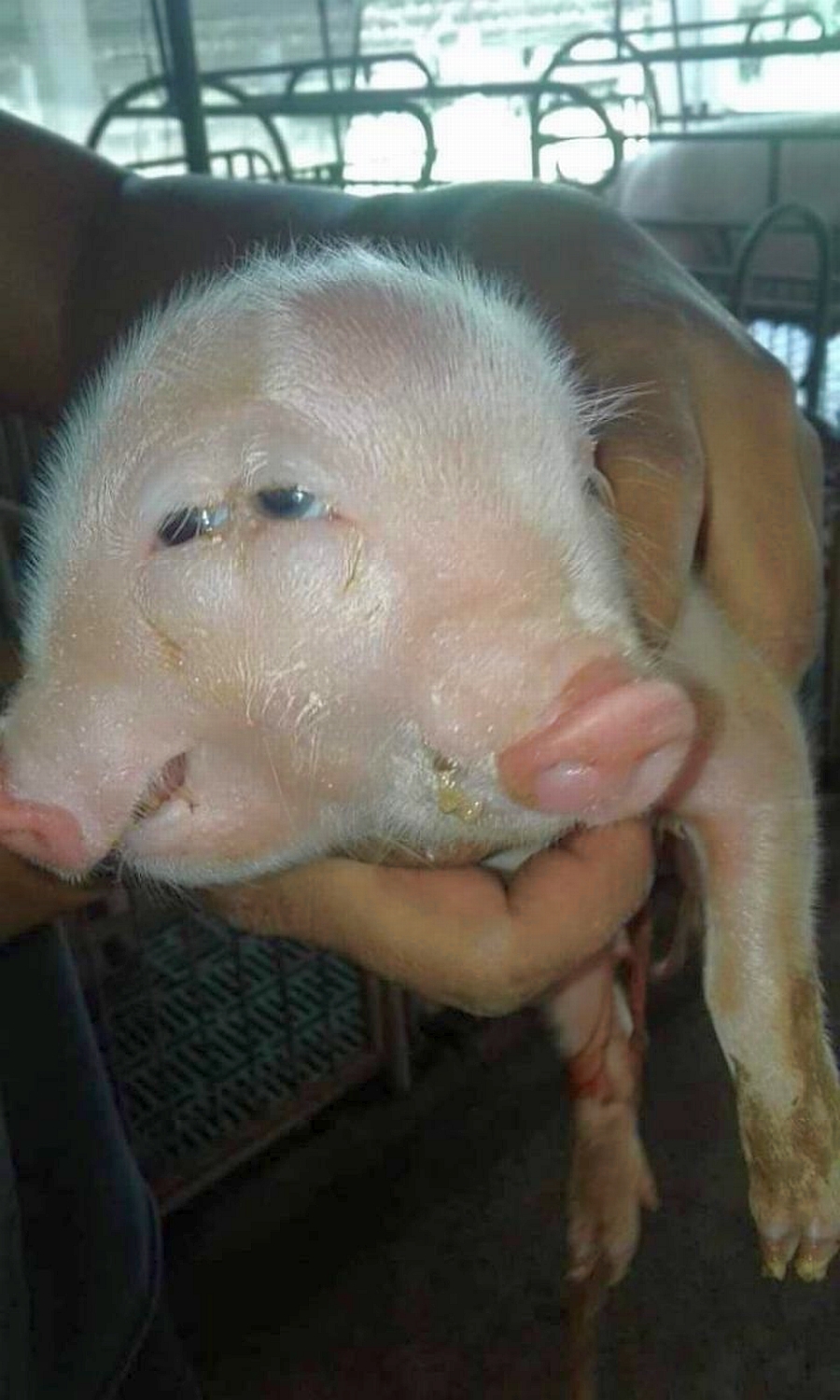 Two-headed piglet born in Isabela farm
