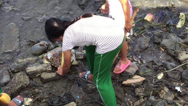 Loggerhead sea turtle found dead in sea off Tacloban village