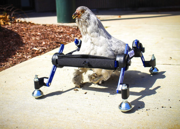 snl disabled chicken