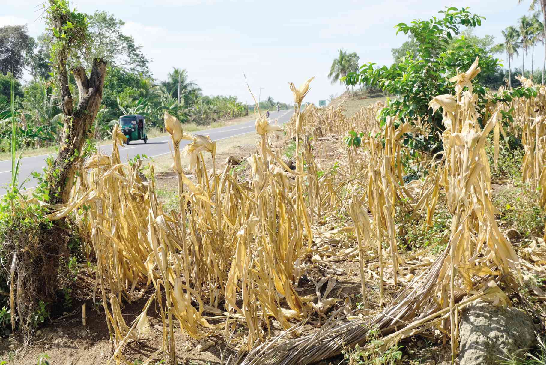 San Carlos City in Negros Occidental was placed under a state of calamity amid the devastation brought about by the El Niño phenomenon.