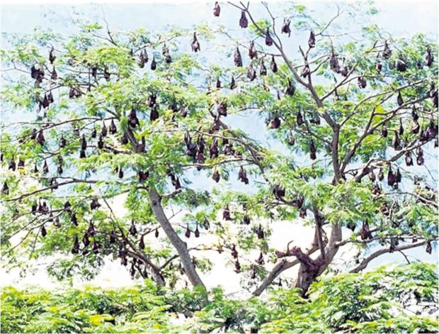 Boracay group seeks silence in bat habitat