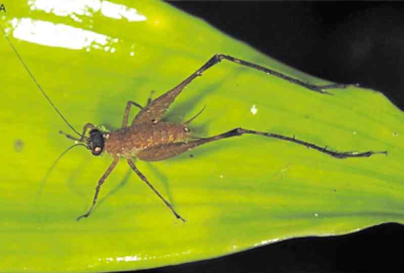 3 cricket species discovered on Siargao Island