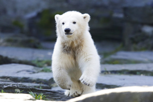 Germany, Polar Bear