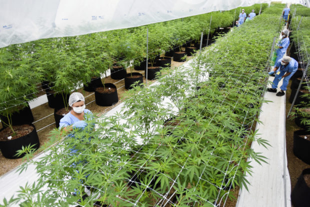 2 firms first to export LatAm medicinal marijuana to Europe