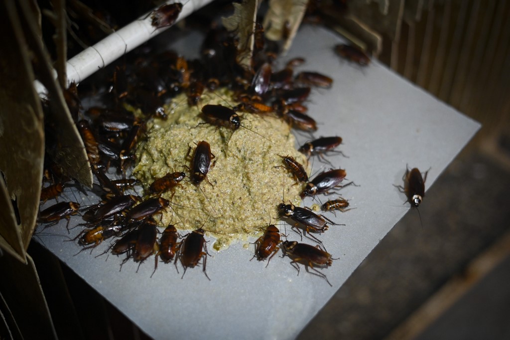 Papa roach: Chinese farmer breeds bugs for the table