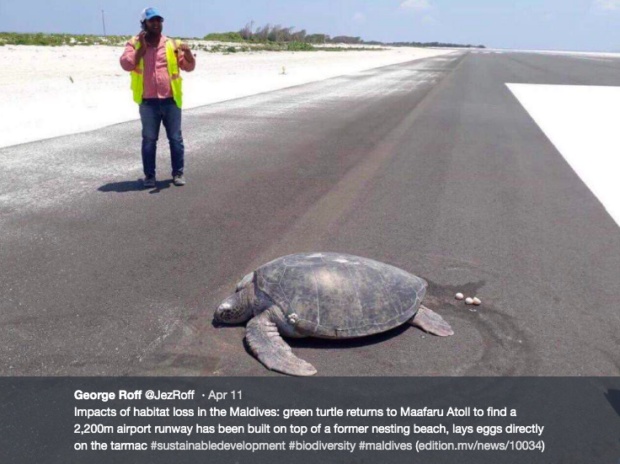 Sea turtle returns to find nesting beach turned into airport