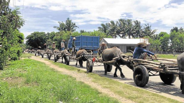 Farmers fearing rice imports told: Milk your carabaos