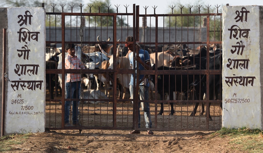 Cows come home to haunt India's Modi