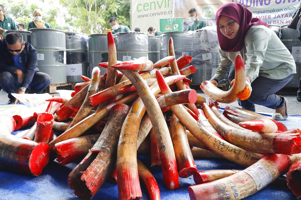 Malaysia destroys 4 tons of ivory tusks, products