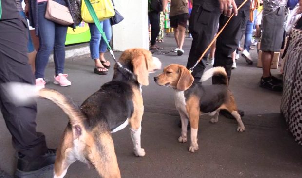 Dogs help secure Araneta bus terminal