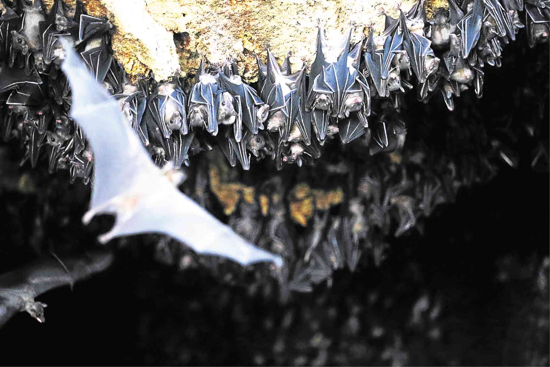THRIVING COLONY Geoffrey’s rousette fruit bats hang on thewalls of theMonfort Bat Cave on Samal Island. EDWIN BACASMAS