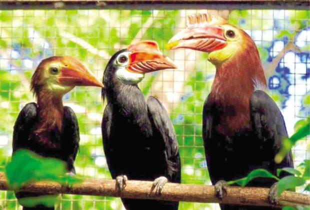 Negros zoo succeeds in breeding critically endangered hornbill