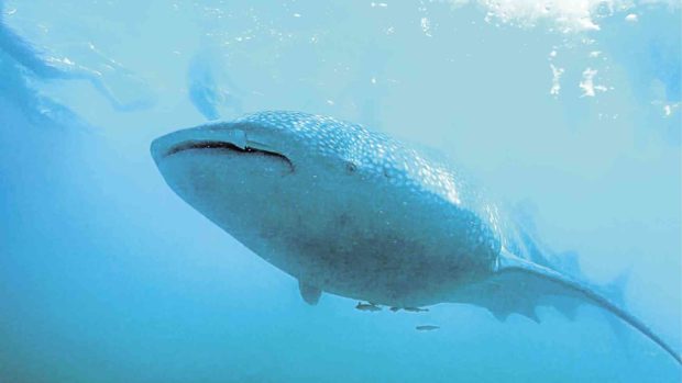 Tourists happy as more whale sharks return to Donsol
