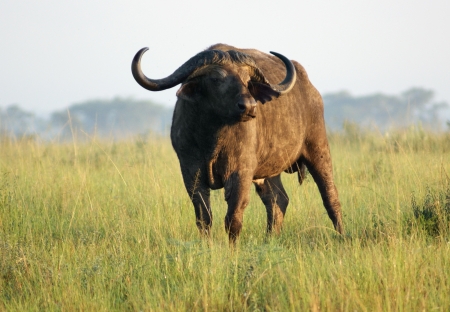 African buffalo on the grass
