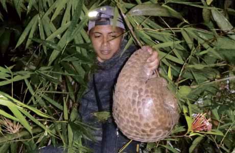 Pangolins hunted to near extinction