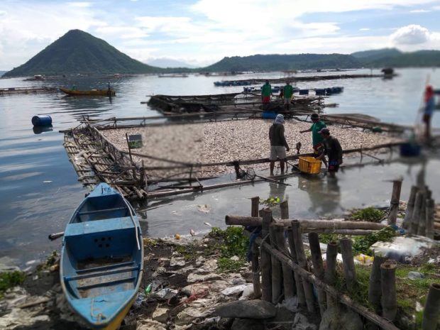Fish kill hits 150 tons of tilapia in Taal Lake