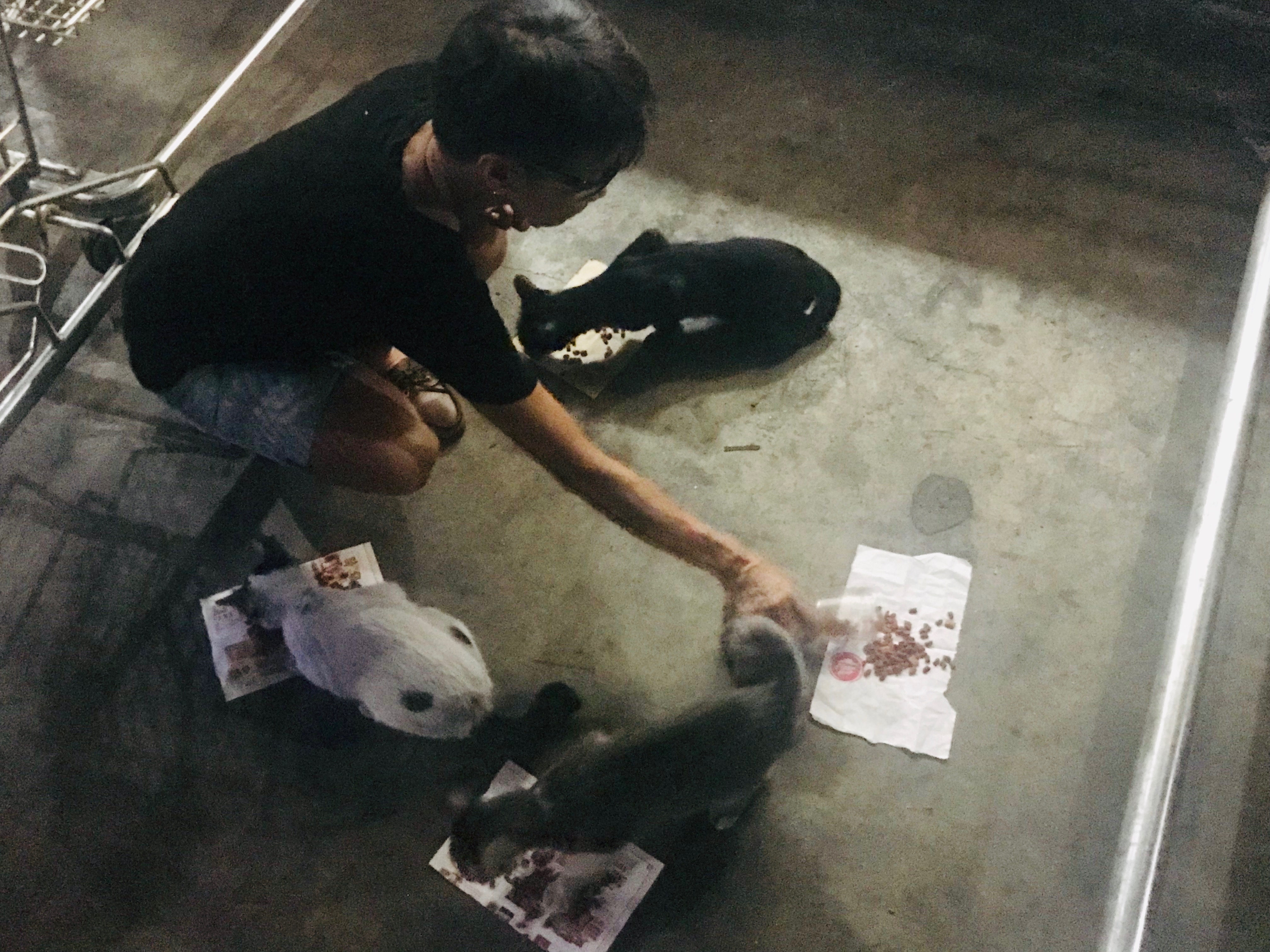 For ‘Cats of Araneta,’ feline strays not pests but PALs in need