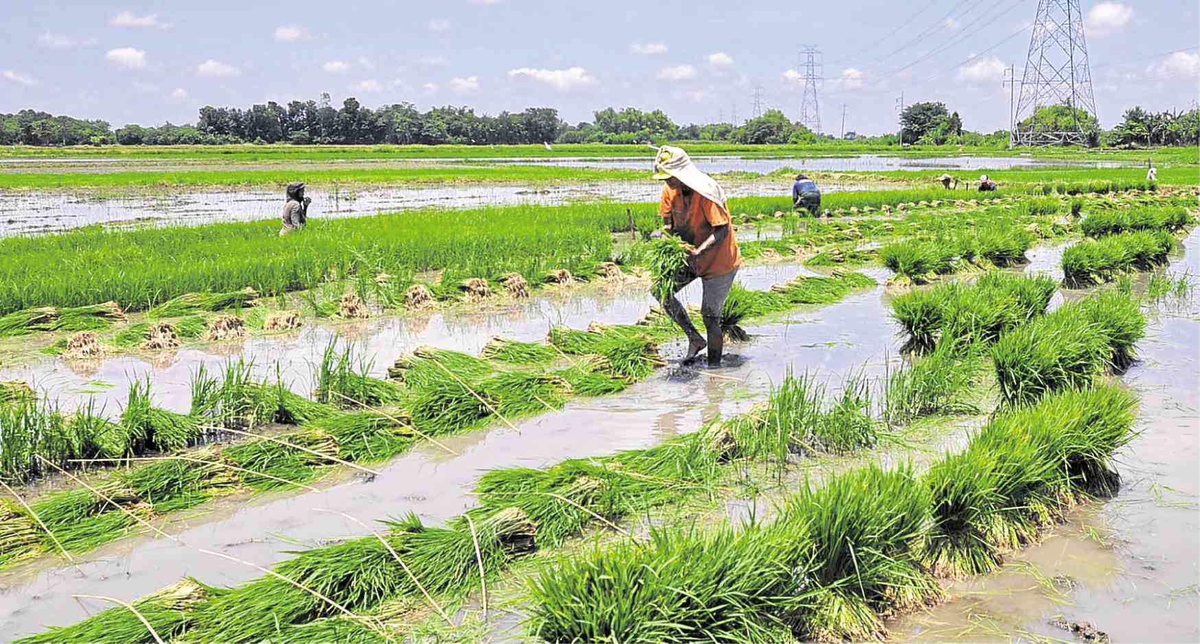 Rice farmers tweak calendar to cope with climate change Inquirer News