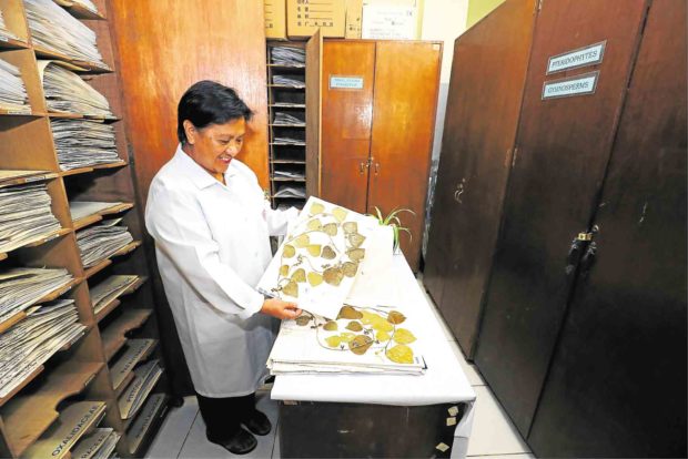 In Cordillera, forests offer alternative cures