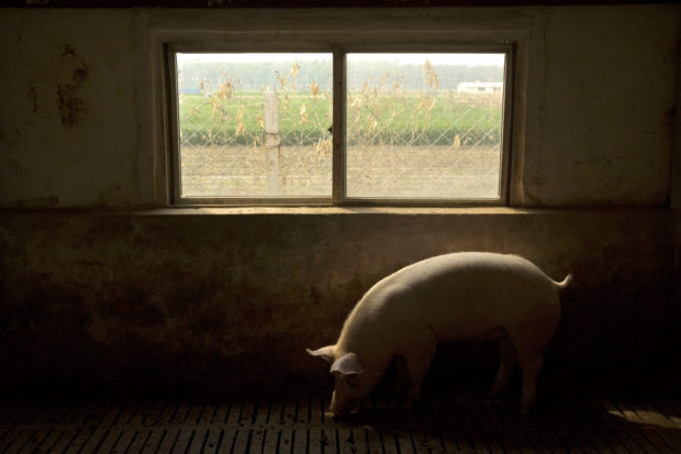 China taps pork reserve as swine fever hits industry