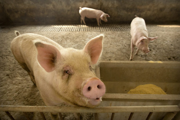  China's pig disease outbreak pushes up global pork prices
