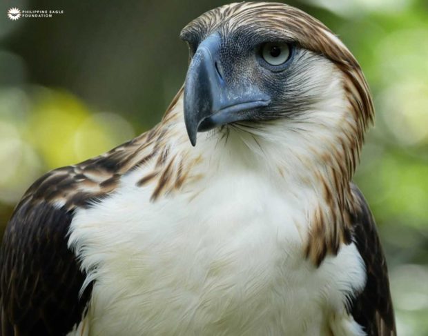 PAL renews commitment to protect Philippine eagle | Inquirer News