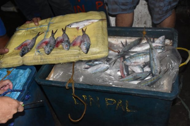 PCG, BFAR intercept  P3.24M worth of 'blasted' fish in Palawan