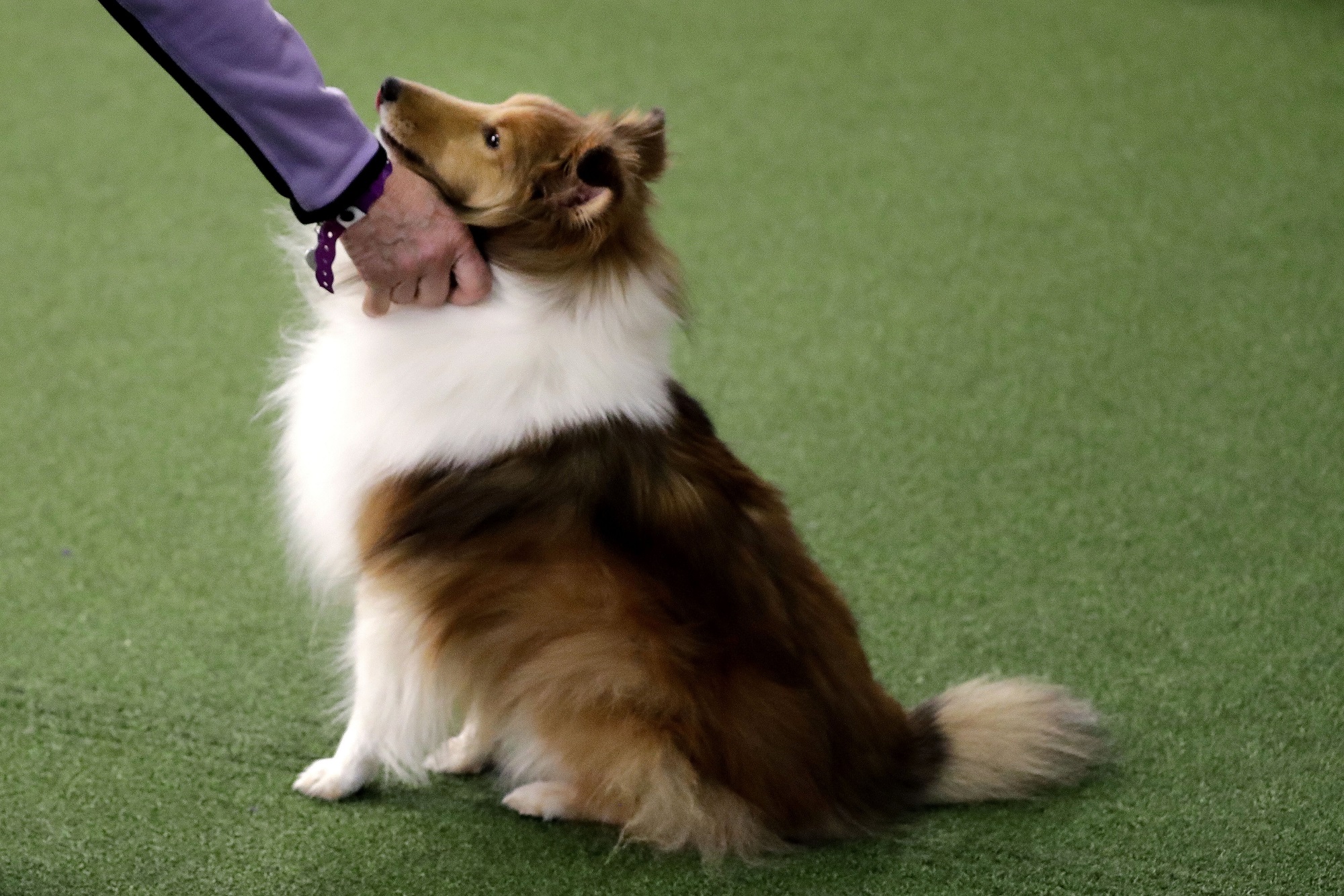 Stressed? Your dog can feel it, too