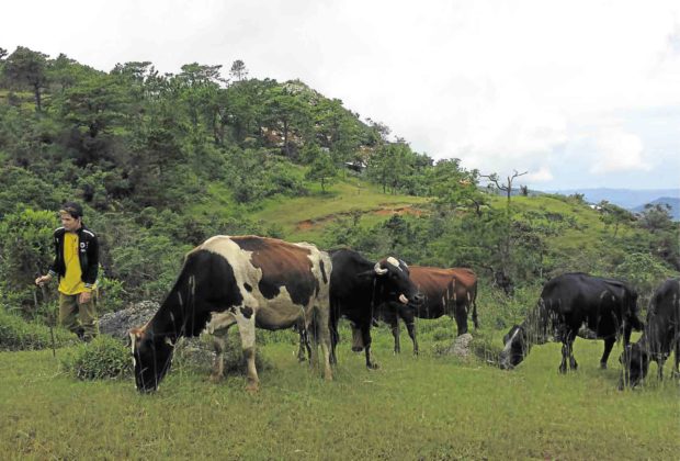 Baguio eyed as leading dairy center in Northern Luzon