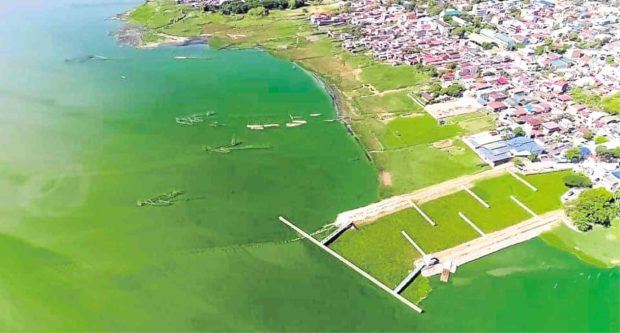 Algae in Laguna de Bay not harmful despite smell 