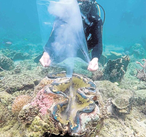 Surge in giant clam population seen as spawning starts in Palawan