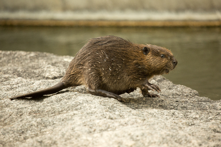 Aphrodisiac, Beaver