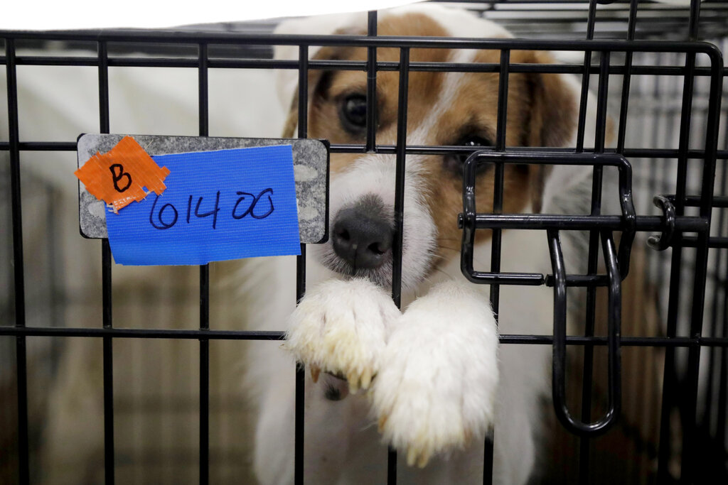 Some of nearly 200 rescued dogs almost ready for adoption