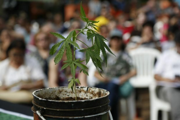 Paraguayan NGO distributes free marijuana seeds