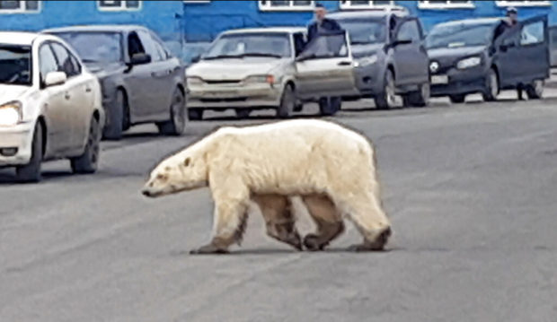 Polar bear spotted in Russian city, far from normal habitat